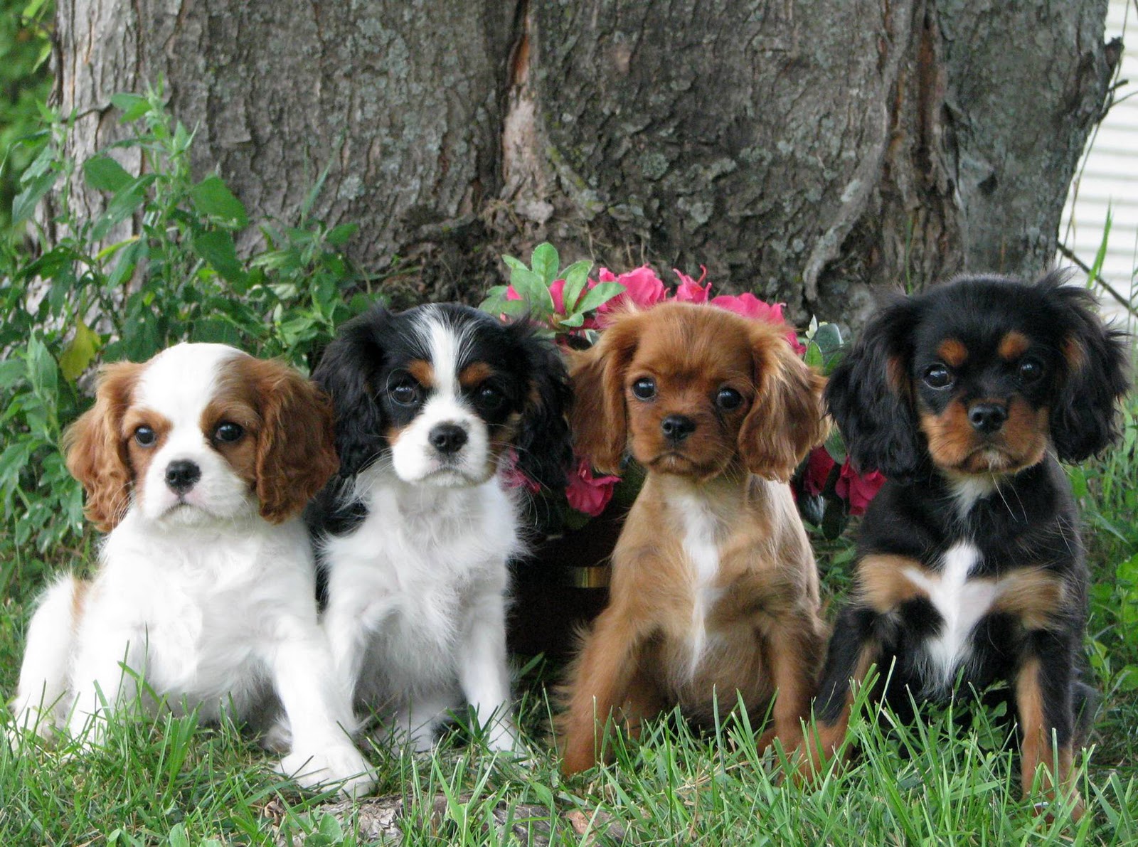 cavalier king charles spaniel puppies 2567449309
