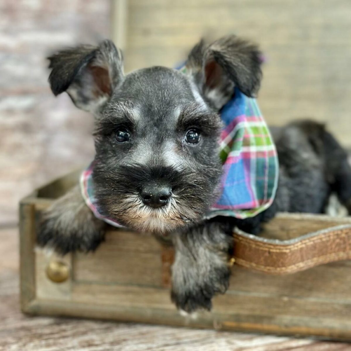 lacey 1400x1050 1145251527